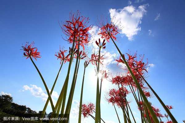 孤挺花（蓝色孤挺花）