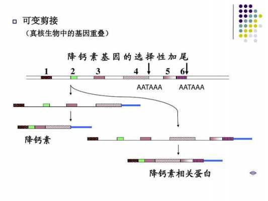 重合是什么意思（基因重合是什么意思）