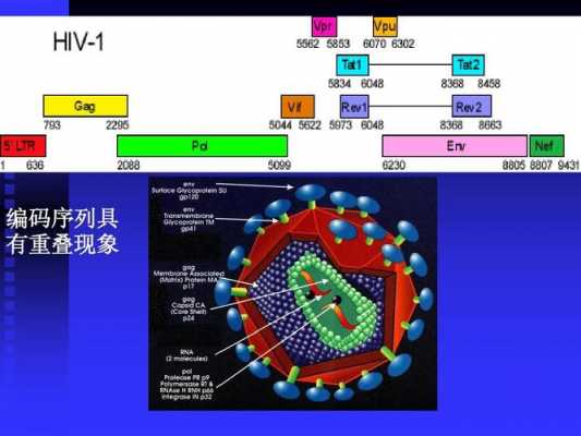 重合是什么意思（基因重合是什么意思）