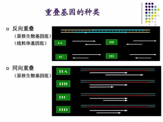 重合是什么意思（基因重合是什么意思）