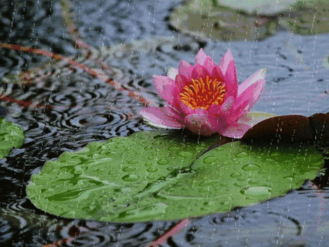 梅雨时（梅雨时节三月春猜一生肖）