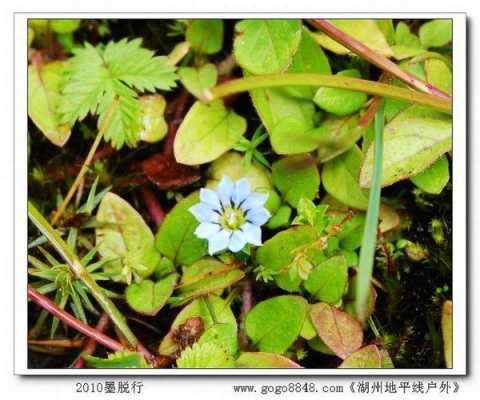 藏海花是什么花（藏海花是啥花）