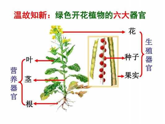 被子植物（被子植物的六大器官）