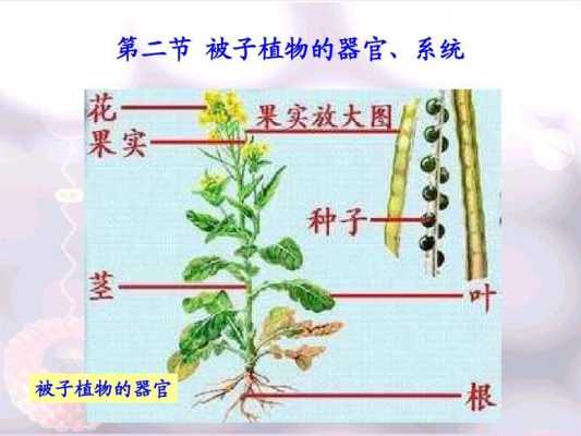 被子植物（被子植物的六大器官）