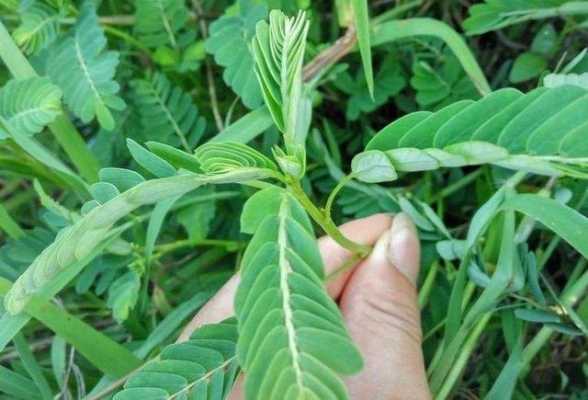 阴阳草（阴阳草治什么病）