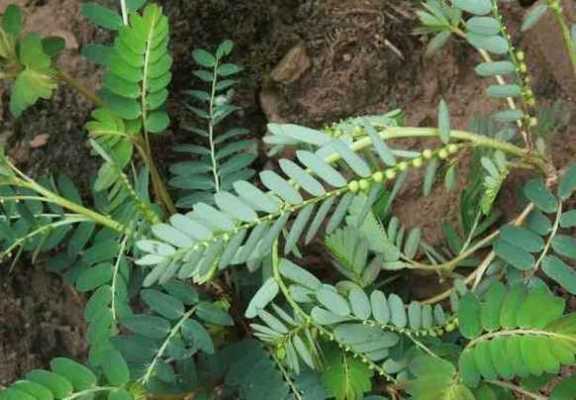 阴阳草（阴阳草治什么病）