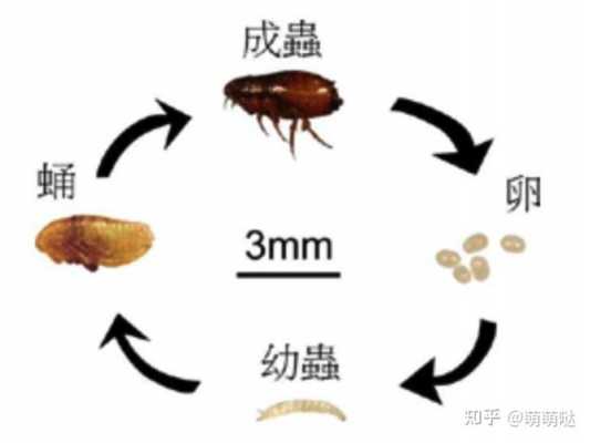 跳蚤怎么消灭（身上有跳蚤怎么消灭）