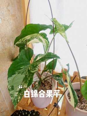 合果芋（合果芋的养殖方法）