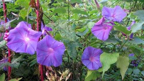 牵牛花的颜色（牵牛花的颜色与土壤的关系）