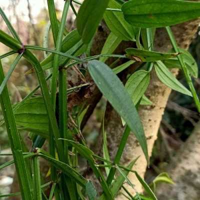 红根草（红根草的功效与作用）