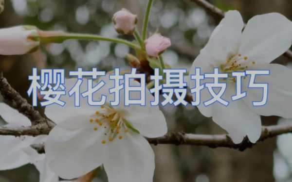 樱花小（樱花小技巧）