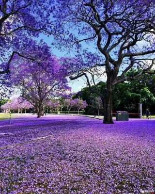 蓝花楹花语（蓝花楹花语及寓意）