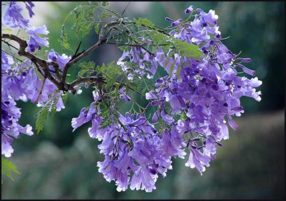 蓝花楹花语（蓝花楹花语及寓意）