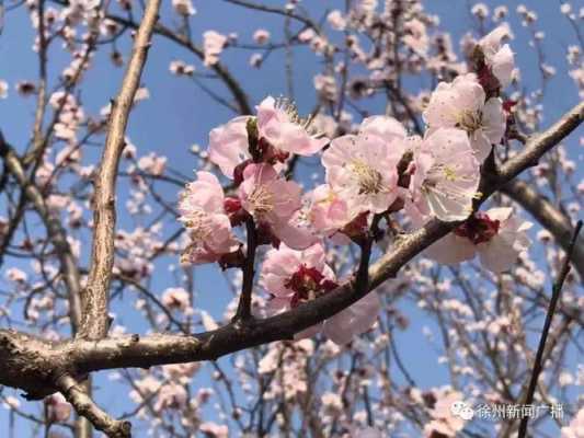 杏花什么季节开（杏花什么季节开花）