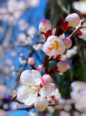 杏花什么季节开（杏花什么季节开花）