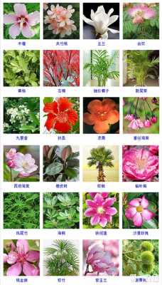 植物名字（1000个植物名字）