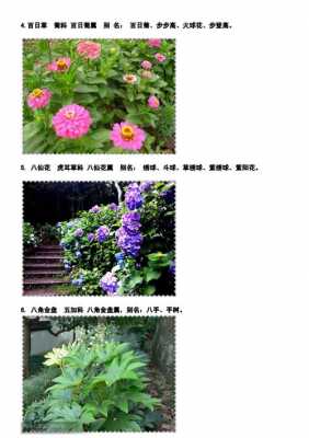 植物名字（1000个植物名字）