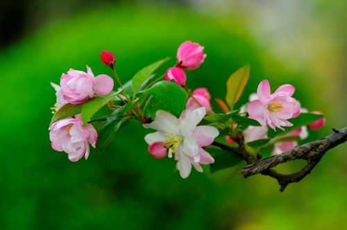 海棠花花期（海棠花的花语是什么）