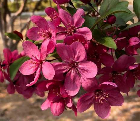 海棠花花期（海棠花的花语是什么）