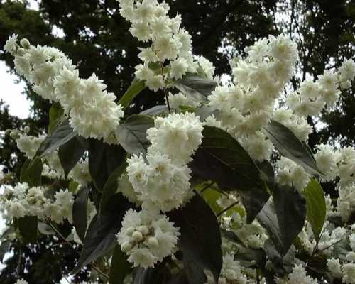 溲疏花（溲疏花期多长）