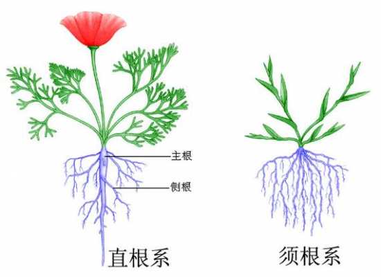 须根系（须根系是不定根吗）