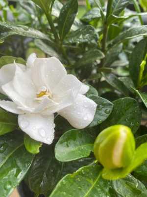 桅子（桅子花开）