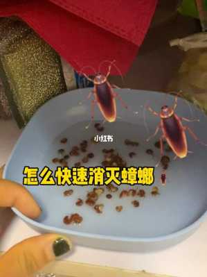 灭蟑螂的方法（彻底消灭蟑螂的方法）