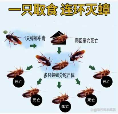 灭蟑螂的方法（彻底消灭蟑螂的方法）