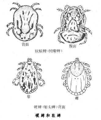 软蜱（软蜱和硬蜱哪个最毒）