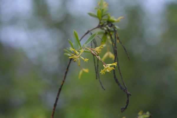 荛花（诛仙九死还魂南岭荛花）