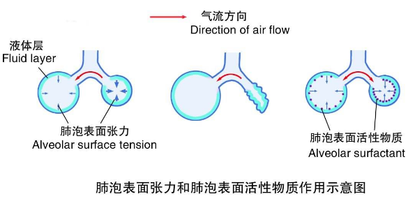 表面活性物质（表面活性物质由哪种细胞释放）