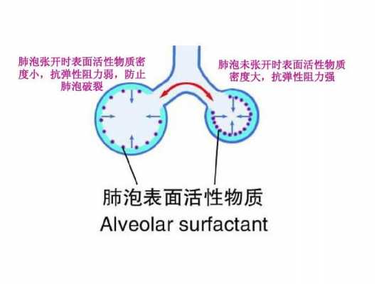 表面活性物质（表面活性物质由哪种细胞释放）