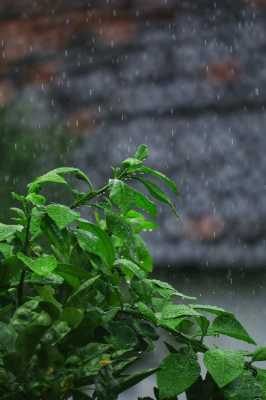 梅雨（梅雨季节）