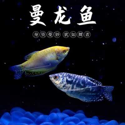 蓝龙鱼（蓝龙鱼饲养方法）