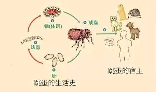 跳蚤卵（跳蚤卵孵化需要条件）