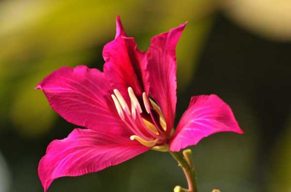 bauhinia（bauhinia flower）