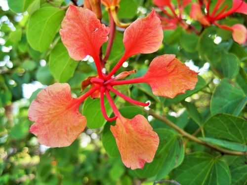 bauhinia（bauhinia flower）