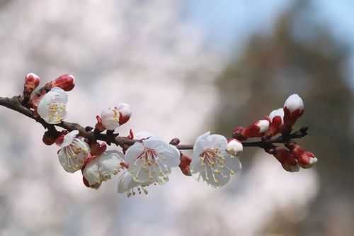 樱花是什么颜色（杏花是什么颜色）