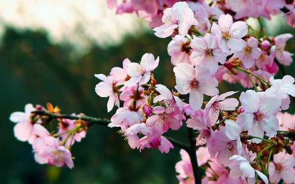 樱花是什么颜色（杏花是什么颜色）