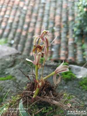 大根兰（大根兰保护级别）