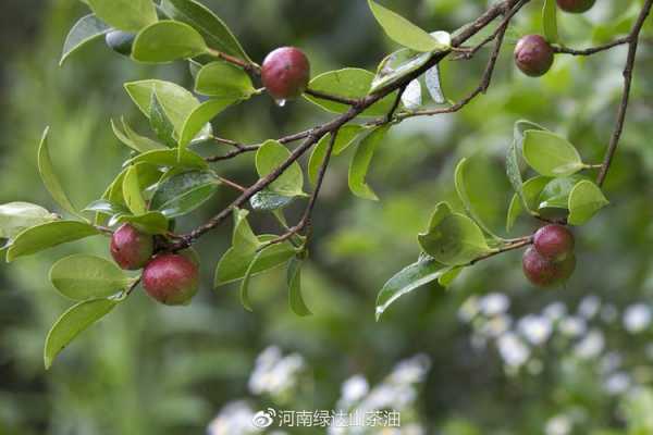 山茶果（山茶果子图片）