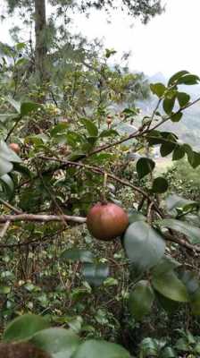 山茶果（山茶果子图片）