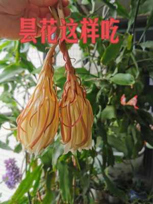 昙花能吃吗（昙花能不能吃?）