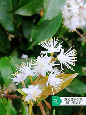 香花子（香花子图片）