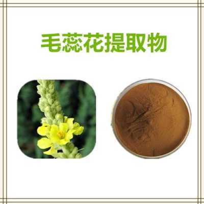 毛蕊花（毛蕊花提取物）