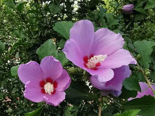 木槿花开（木槿花开开满夏阅读题答案）