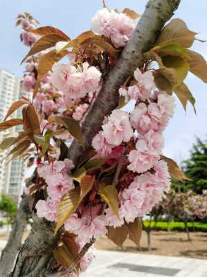 桃花花期（樱花花期一般有多少天）