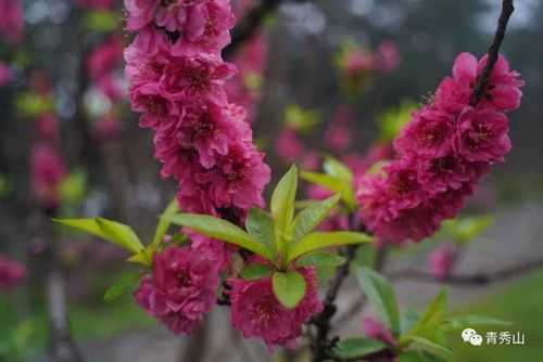 桃花花期（樱花花期一般有多少天）