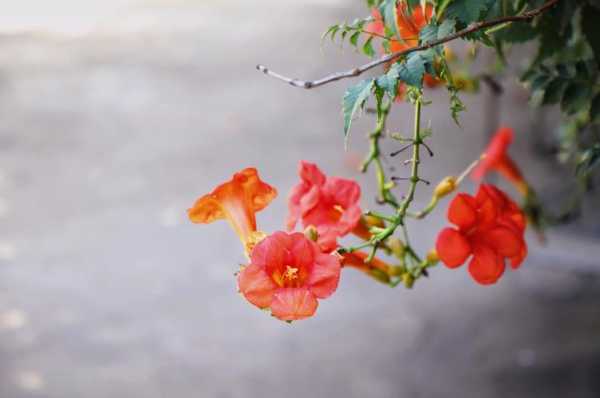 凌霄花花语（凌霄花花语偶然发现的一天）