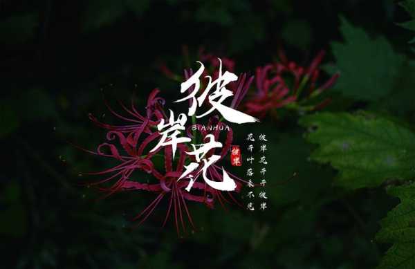 彼岸花开（彼岸花开开彼岸,花开叶落永不见）